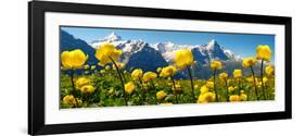 Alpine Globeflower Meadows at 6000 Ft with the Eiger Behind. First, Grindelwald, Bernese Alps-Paul Williams-Framed Photographic Print