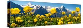 Alpine Globeflower Meadows at 6000 Ft with the Eiger Behind. First, Grindelwald, Bernese Alps-Paul Williams-Stretched Canvas