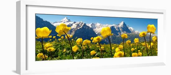 Alpine Globeflower Meadows at 6000 Ft with the Eiger Behind. First, Grindelwald, Bernese Alps-Paul Williams-Framed Premium Photographic Print