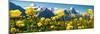 Alpine Globeflower Meadows at 6000 Ft with the Eiger Behind. First, Grindelwald, Bernese Alps-Paul Williams-Mounted Premium Photographic Print