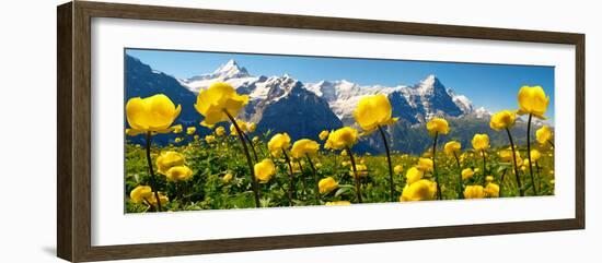 Alpine Globeflower Meadows at 6000 Ft with the Eiger Behind. First, Grindelwald, Bernese Alps-Paul Williams-Framed Photographic Print