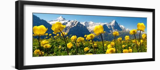 Alpine Globeflower Meadows at 6000 Ft with the Eiger Behind. First, Grindelwald, Bernese Alps-Paul Williams-Framed Photographic Print