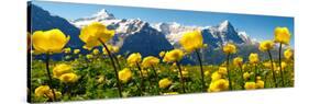 Alpine Globeflower Meadows at 6000 Ft with the Eiger Behind. First, Grindelwald, Bernese Alps-Paul Williams-Stretched Canvas