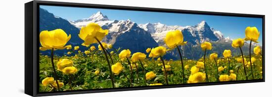 Alpine Globeflower Meadows at 6000 Ft with the Eiger Behind. First, Grindelwald, Bernese Alps-Paul Williams-Framed Stretched Canvas