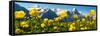 Alpine Globeflower Meadows at 6000 Ft with the Eiger Behind. First, Grindelwald, Bernese Alps-Paul Williams-Framed Stretched Canvas