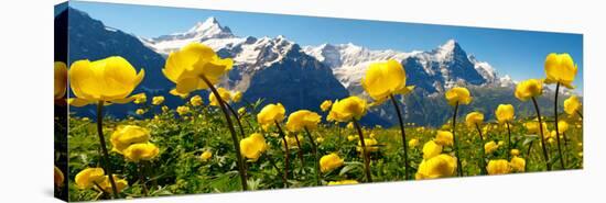 Alpine Globeflower Meadows at 6000 Ft with the Eiger Behind. First, Grindelwald, Bernese Alps-Paul Williams-Stretched Canvas