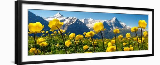 Alpine Globeflower Meadows at 6000 Ft with the Eiger Behind. First, Grindelwald, Bernese Alps-Paul Williams-Framed Premium Photographic Print