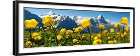 Alpine Globeflower Meadows at 6000 Ft with the Eiger Behind. First, Grindelwald, Bernese Alps-Paul Williams-Framed Premium Photographic Print