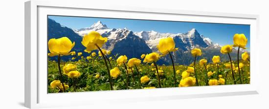 Alpine Globeflower Meadows at 6000 Ft with the Eiger Behind. First, Grindelwald, Bernese Alps-Paul Williams-Framed Premium Photographic Print