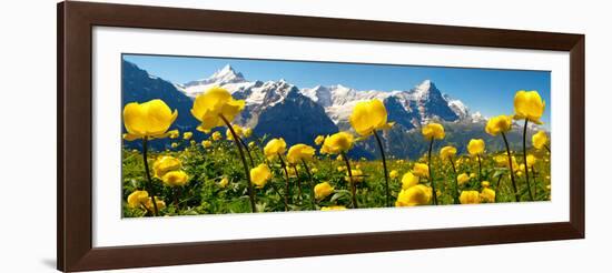 Alpine Globeflower Meadows at 6000 Ft with the Eiger Behind. First, Grindelwald, Bernese Alps-Paul Williams-Framed Photographic Print