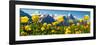 Alpine Globeflower Meadows at 6000 Ft with the Eiger Behind. First, Grindelwald, Bernese Alps-Paul Williams-Framed Photographic Print