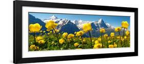 Alpine Globeflower Meadows at 6000 Ft with the Eiger Behind. First, Grindelwald, Bernese Alps-Paul Williams-Framed Photographic Print