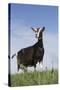 Alpine Goat (A Dairy Breed) Doe in Pasture, Poplar Grove, Illinois, USA-Lynn M^ Stone-Stretched Canvas