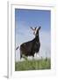 Alpine Goat (A Dairy Breed) Doe in Pasture, Poplar Grove, Illinois, USA-Lynn M^ Stone-Framed Premium Photographic Print