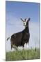 Alpine Goat (A Dairy Breed) Doe in Pasture, Poplar Grove, Illinois, USA-Lynn M^ Stone-Mounted Premium Photographic Print