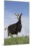 Alpine Goat (A Dairy Breed) Doe in Pasture, Poplar Grove, Illinois, USA-Lynn M^ Stone-Mounted Premium Photographic Print