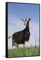 Alpine Goat (A Dairy Breed) Doe in Pasture, Poplar Grove, Illinois, USA-Lynn M^ Stone-Framed Stretched Canvas