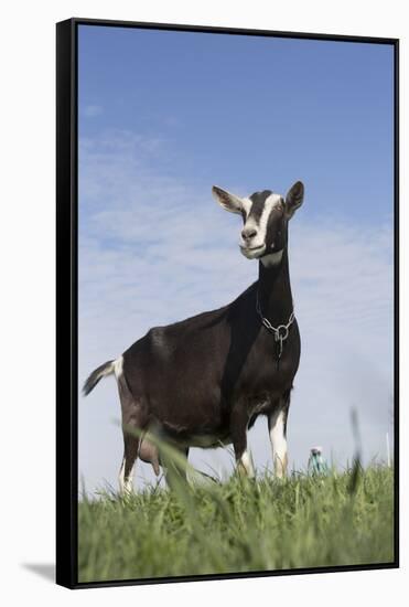 Alpine Goat (A Dairy Breed) Doe in Pasture, Poplar Grove, Illinois, USA-Lynn M^ Stone-Framed Stretched Canvas