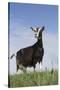 Alpine Goat (A Dairy Breed) Doe in Pasture, Poplar Grove, Illinois, USA-Lynn M^ Stone-Stretched Canvas