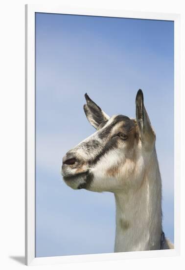 Alpine Goat (A Dairy Breed) Doe in Pasture, Poplar Grove, Illinois, USA-Lynn M^ Stone-Framed Photographic Print