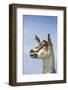 Alpine Goat (A Dairy Breed) Doe in Pasture, Poplar Grove, Illinois, USA-Lynn M^ Stone-Framed Photographic Print