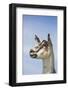 Alpine Goat (A Dairy Breed) Doe in Pasture, Poplar Grove, Illinois, USA-Lynn M^ Stone-Framed Photographic Print