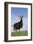 Alpine Goat (A Dairy Breed) Doe in Pasture, Poplar Grove, Illinois, USA-Lynn M^ Stone-Framed Photographic Print