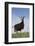 Alpine Goat (A Dairy Breed) Doe in Pasture, Poplar Grove, Illinois, USA-Lynn M^ Stone-Framed Photographic Print