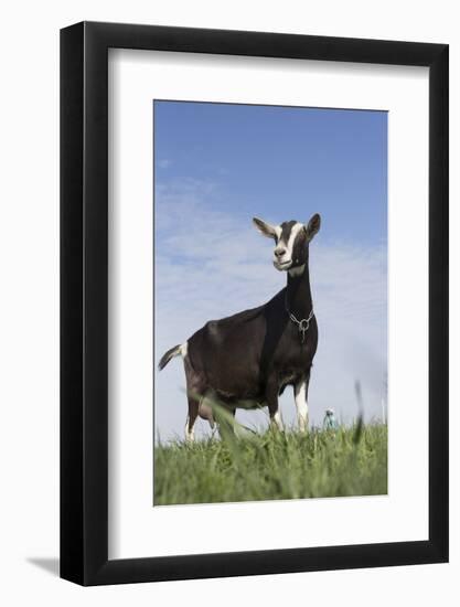 Alpine Goat (A Dairy Breed) Doe in Pasture, Poplar Grove, Illinois, USA-Lynn M^ Stone-Framed Photographic Print