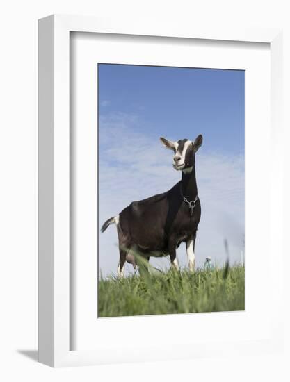 Alpine Goat (A Dairy Breed) Doe in Pasture, Poplar Grove, Illinois, USA-Lynn M^ Stone-Framed Photographic Print