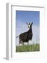 Alpine Goat (A Dairy Breed) Doe in Pasture, Poplar Grove, Illinois, USA-Lynn M^ Stone-Framed Photographic Print