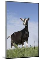 Alpine Goat (A Dairy Breed) Doe in Pasture, Poplar Grove, Illinois, USA-Lynn M^ Stone-Mounted Photographic Print