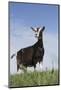 Alpine Goat (A Dairy Breed) Doe in Pasture, Poplar Grove, Illinois, USA-Lynn M^ Stone-Mounted Photographic Print