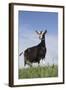 Alpine Goat (A Dairy Breed) Doe in Pasture, Poplar Grove, Illinois, USA-Lynn M^ Stone-Framed Photographic Print