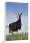 Alpine Goat (A Dairy Breed) Doe in Pasture, Poplar Grove, Illinois, USA-Lynn M^ Stone-Framed Photographic Print