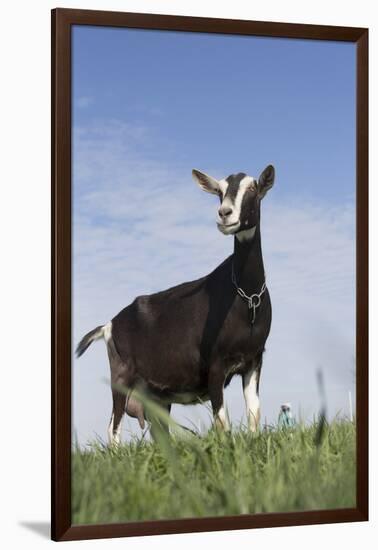 Alpine Goat (A Dairy Breed) Doe in Pasture, Poplar Grove, Illinois, USA-Lynn M^ Stone-Framed Photographic Print