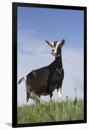 Alpine Goat (A Dairy Breed) Doe in Pasture, Poplar Grove, Illinois, USA-Lynn M^ Stone-Framed Photographic Print