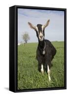 Alpine Goat (Dairy Breed), Poplar Grove, Illinois, USA-Lynn M^ Stone-Framed Stretched Canvas