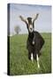 Alpine Goat (Dairy Breed), Poplar Grove, Illinois, USA-Lynn M^ Stone-Stretched Canvas