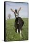 Alpine Goat (Dairy Breed), Poplar Grove, Illinois, USA-Lynn M^ Stone-Framed Stretched Canvas