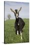 Alpine Goat (Dairy Breed), Poplar Grove, Illinois, USA-Lynn M^ Stone-Stretched Canvas