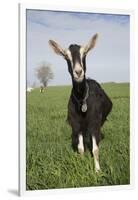 Alpine Goat (Dairy Breed), Poplar Grove, Illinois, USA-Lynn M^ Stone-Framed Photographic Print
