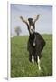 Alpine Goat (Dairy Breed), Poplar Grove, Illinois, USA-Lynn M^ Stone-Framed Photographic Print