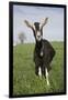 Alpine Goat (Dairy Breed), Poplar Grove, Illinois, USA-Lynn M^ Stone-Framed Photographic Print