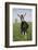 Alpine Goat (Dairy Breed), Poplar Grove, Illinois, USA-Lynn M^ Stone-Framed Photographic Print