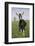 Alpine Goat (Dairy Breed), Poplar Grove, Illinois, USA-Lynn M^ Stone-Framed Photographic Print