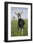 Alpine Goat (Dairy Breed), Poplar Grove, Illinois, USA-Lynn M^ Stone-Framed Photographic Print