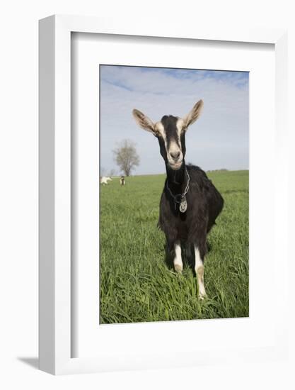 Alpine Goat (Dairy Breed), Poplar Grove, Illinois, USA-Lynn M^ Stone-Framed Photographic Print