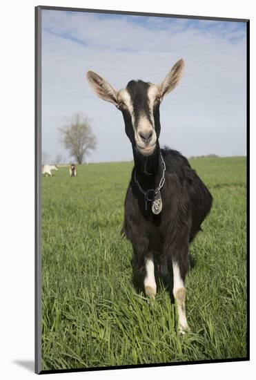 Alpine Goat (Dairy Breed), Poplar Grove, Illinois, USA-Lynn M^ Stone-Mounted Photographic Print