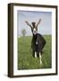 Alpine Goat (Dairy Breed), Poplar Grove, Illinois, USA-Lynn M^ Stone-Framed Photographic Print